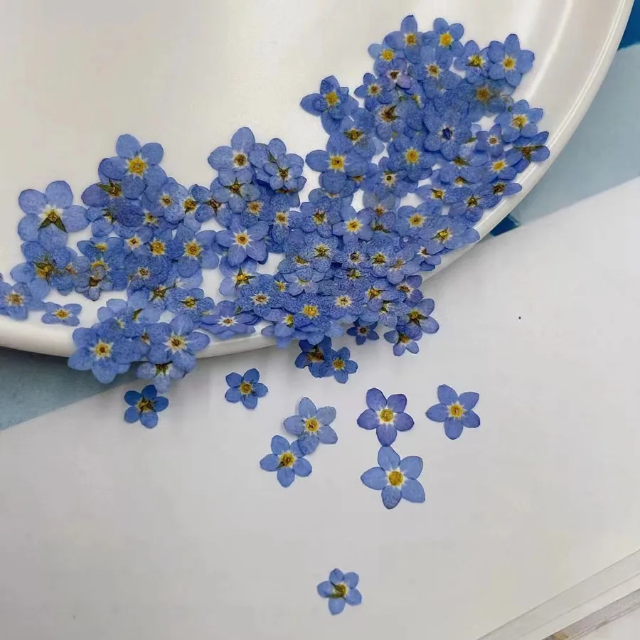 Dried Flower Bookmark - زهرة نسيم الأزرق المجففة الطبيعية المضغوطة