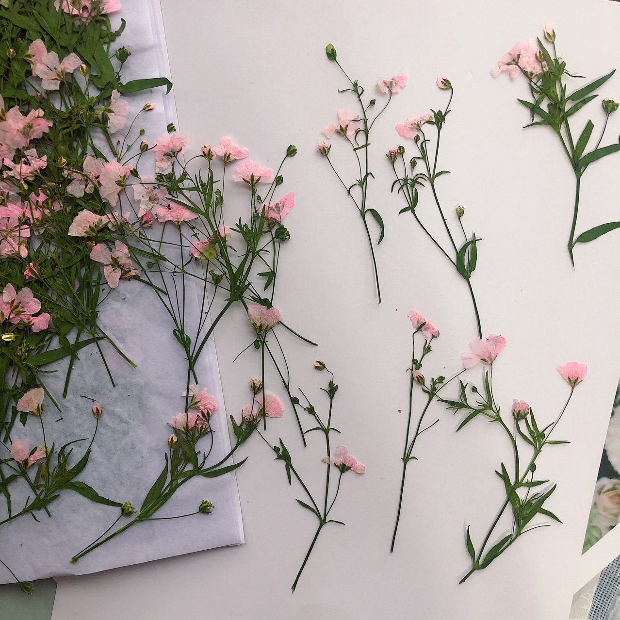 Dried Flower Bookmark - 12 قطعة 5-6 سنتيمتر زهرة جافة