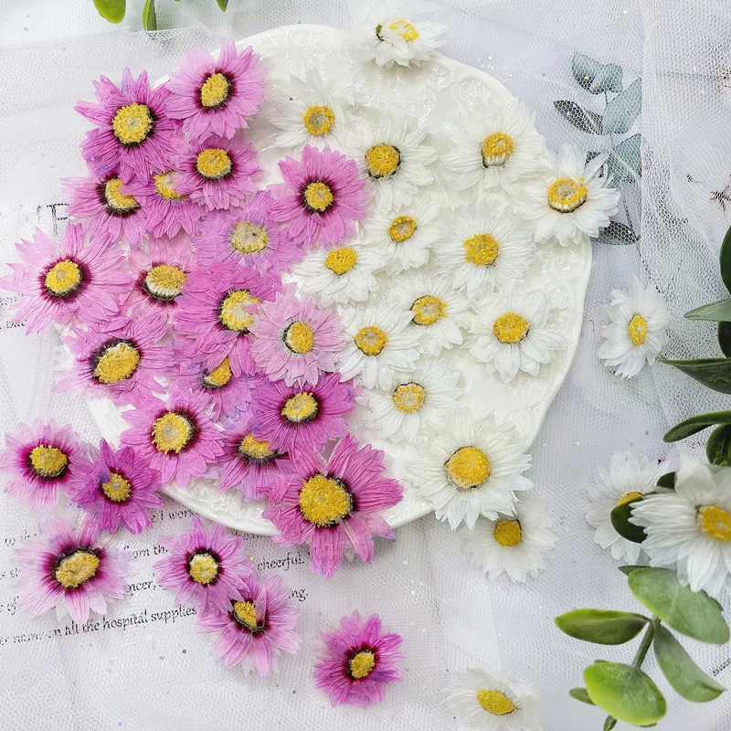 Dried Flower Bookmark - 24 قطعة/2-4 سنتيمتر ، الطبيعية ضغط