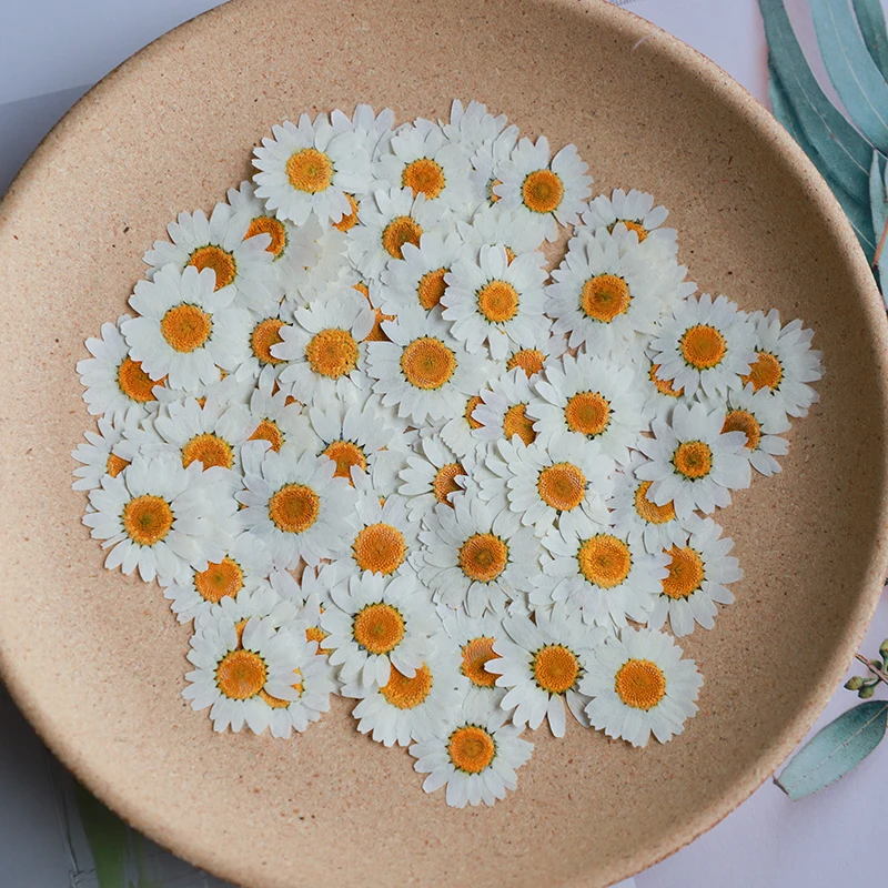 60X ضغط المجففة الطبيعية الأبي - مراجعة Dried Flower Bookmark وسعره