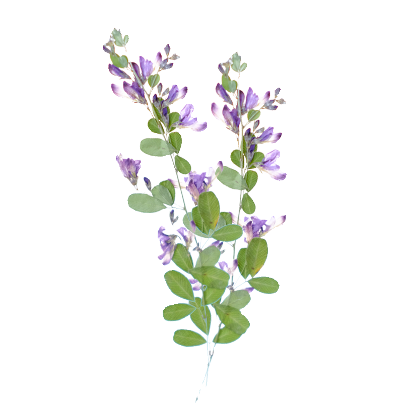 6 قطع، زهور ليسبيدزا فورموسَا  - مراجعة Dried Flower Bookmark وسعره