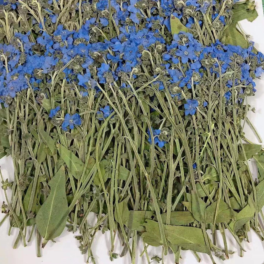زهرة نسيم الأزرق المجففة الطبي - مراجعة Dried Flower Bookmark وسعره