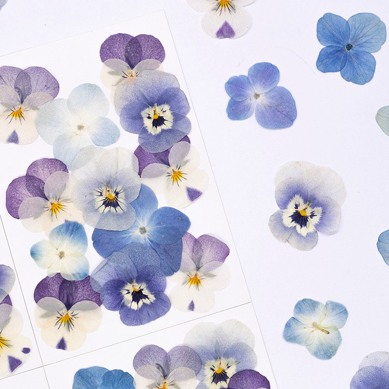 12 قطعة، زهور فيولا كورنوتا مج - مراجعة Dried Flower Bookmark وسعره