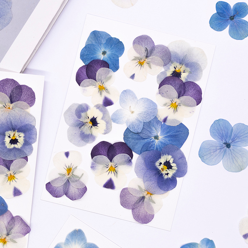 12 قطعة، زهور فيولا كورنوتا مج - مراجعة Dried Flower Bookmark وسعره