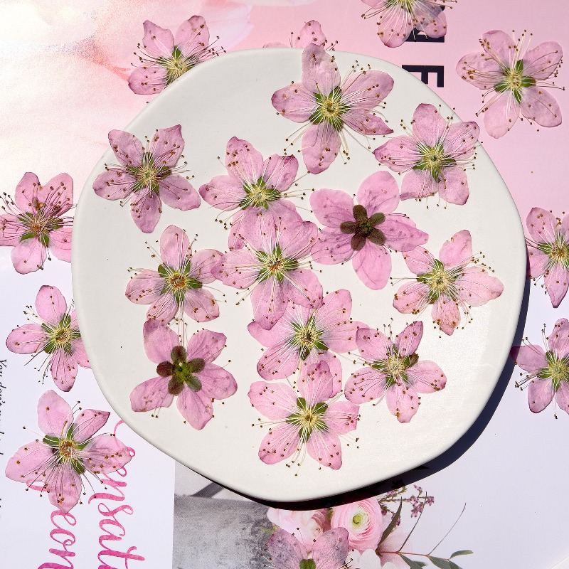 زهور الخوخ المجففة المضغوطة، 3 - مراجعة Dried Flower Bookmark وسعره