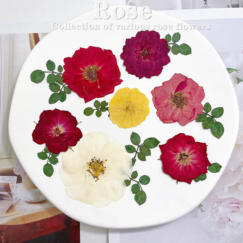 60 قطعة ضغط المجففة الأحمر الأ - مراجعة Dried Flower Bookmark وسعره