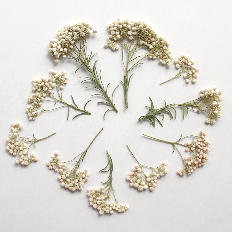 12 قطعة، أغصان زهور الدخن الطب - مراجعة Dried Flower Bookmark وسعره