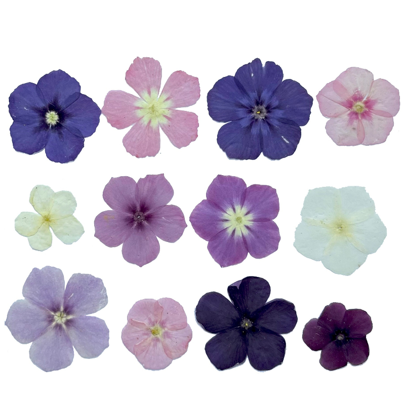 12 قطعة، زهور مجففة مضغوطة شبه - مراجعة Dried Flower Bookmark وسعره