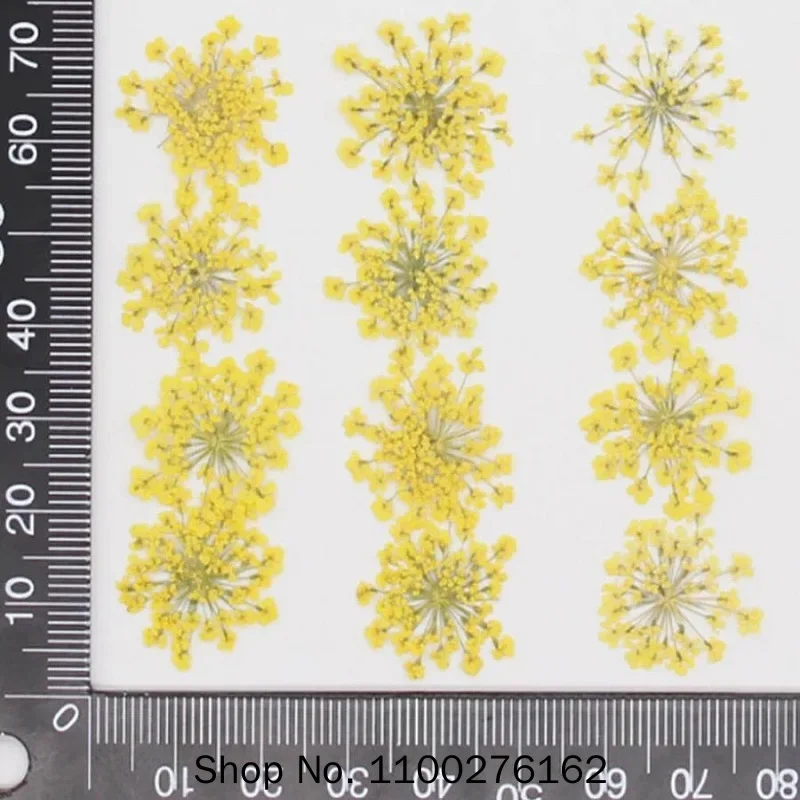 60 قطعة ضغط المجففة Ammi Majus - مراجعة Dried Flower Bookmark وسعره